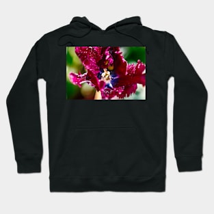 Close-up of a black parrot tulip Hoodie